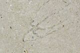 Pair of Cretaceous Brittle Star (Geocoma) Fossils - Lebanon #106206-2
